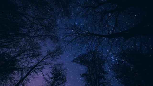 Timelaps de nuit en for&ecirc;t ciel &eacute;toil&eacute;