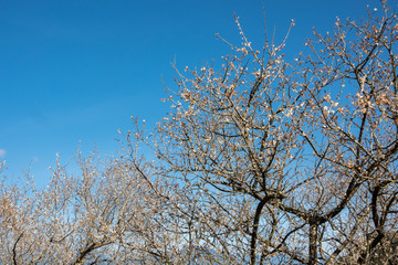 landscape of white plum blossom