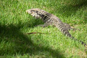 Brazilian Big Lizard know as Teiu at field walking on the grass.