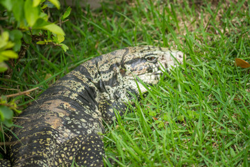 Naklejka premium Brazilian Big Lizard know as Teiu at field walking on the grass.