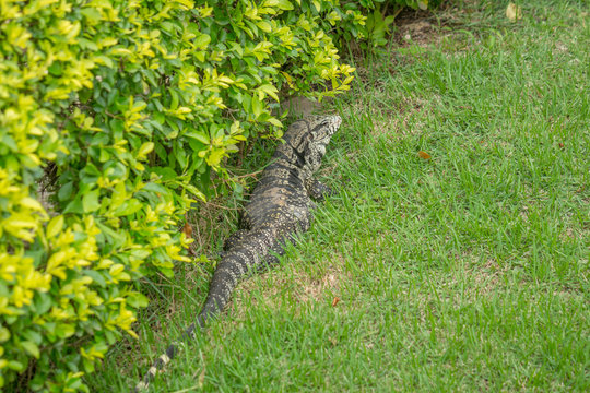 Brazilian Big Lizard know as Teiu at field walking on the grass.