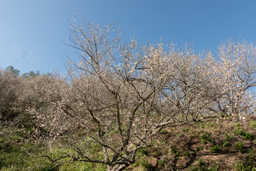 Naklejka premium landscape of white plum blossom