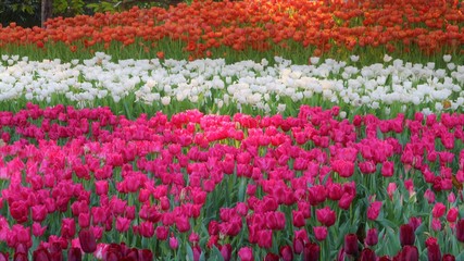 Tulip fields in beautiful flower events in Chiang Rai Province, Thailand