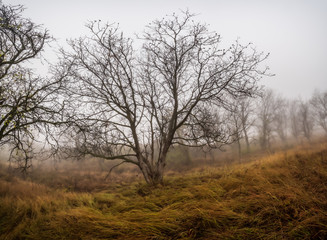 Tree in the foggy forest in winter