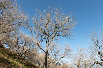 landscape of white plum blossom