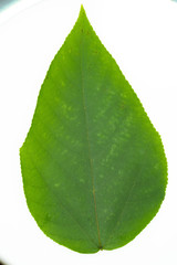 Fototapeta na wymiar Tropical plant isolated on white background.