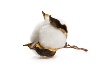 Fluffy cotton ball of cotton flower on a white background