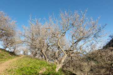 landscape of white plum blossom