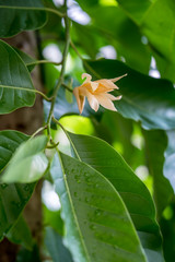 Obraz premium ฺBlossom Magnolia × alba in garden.