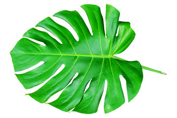 A green leaf, Monstera deliciosa leaf or Swiss cheese plant, isolated on white background, with clipping path.