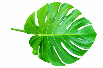 A green leaf, Monstera deliciosa leaf or Swiss cheese plant, isolated on white background, with...