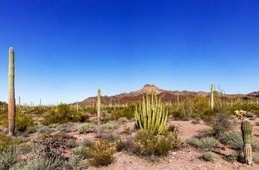 Collection of Cactus in Organ Pipe Cactus National Monument, Arizona - obrazy, fototapety, plakaty