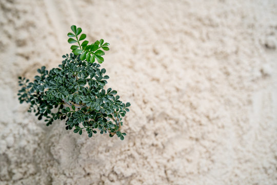 Growing bonsai plant on sand.