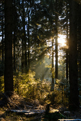 Fototapeta premium Waldatmosphäre