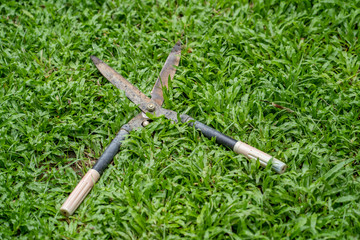 Fototapeta premium Grass shears on grass in garden.