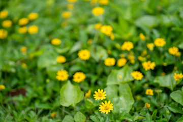 Obraz na płótnie Canvas ฺBlossom Wedelia flower background.