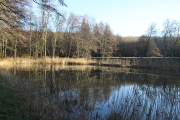 Herbes sèches se reflétant dans l'étang