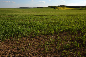 gathering some nice details during a walk through German landscape