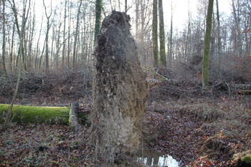 Souche d'arbre déracinée 