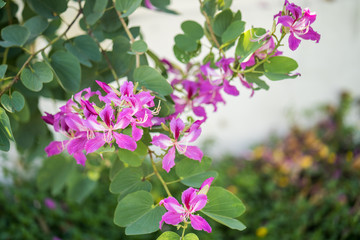 Beautiful blossom bauhinia purpurea flowers.