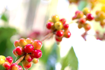 Close up fresh organic red raw and ripe coffee cherry beans on tree plantation