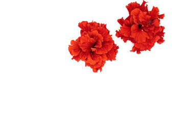 Hibiscus flowers isolated on white background.