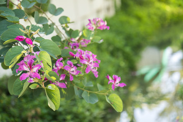 Beautiful blossom bauhinia purpurea flowers.