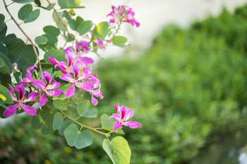 Beautiful blossom bauhinia purpurea flowers.