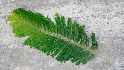 Palisanderholzbaum (Jacaranda mimosifolia)