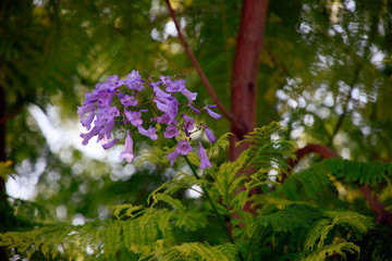 Palisanderholzbaum (Jacaranda mimosifolia)