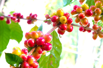 Close up fresh organic red raw and ripe coffee cherry beans on tree plantation