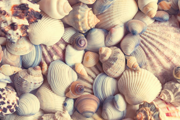 Sea shells background. Seashells background. 