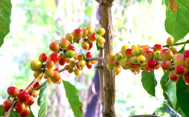 Close up fresh organic red raw and ripe coffee cherry beans on tree plantation