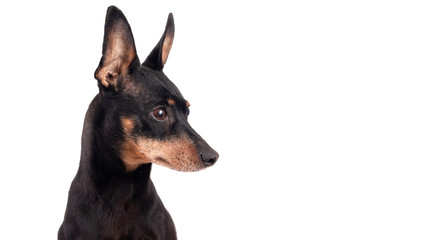 Portrait of a  black male German Pinscher dog breed  isolated over white background