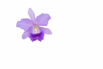 Purple cattleya orchid isolated on white background.