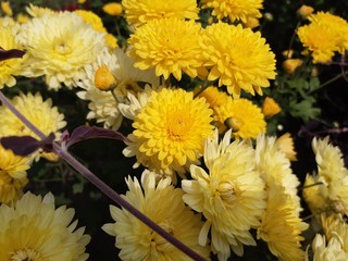 Yellow and white flowers on green grass.