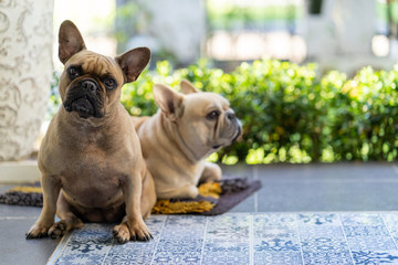 Cute french bulldogs sitting at balcony