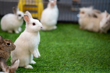 Standing white rabbits on green grass.