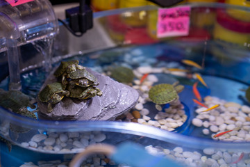 loggerhead musk turtle in glass box.