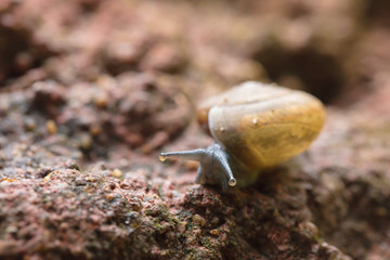 The yellow snail with long eyes creeps on a stone