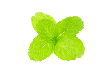 Fresh spearmint leaves isolated on the white background.