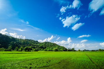 Fototapeta premium green field and blue sky