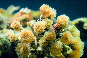Exotic underwater coral colony.