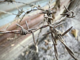 Old barbed wire on the fence