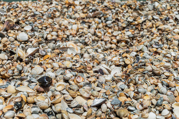 Many sea sharp shells of bivalve on the shore. Blurred background with limited depth of field.