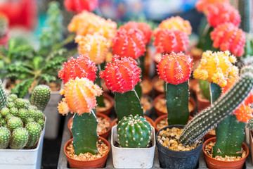 Different potted cactus in flower shop in market. Thailand.