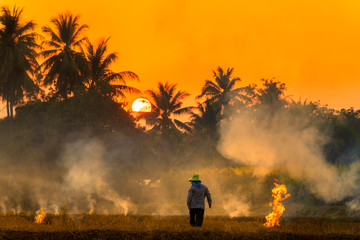 Farmers burn rice fields in rice causing PM2.5 dust. The farmers burning rice stubble in the field,...