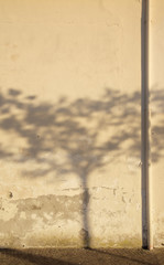 shadow of a tree on a wall