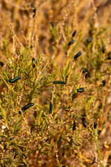 shrub full of caterpillars in Great Sand Dunes National Park and Preserve