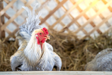 giant rooster in wooden cage.